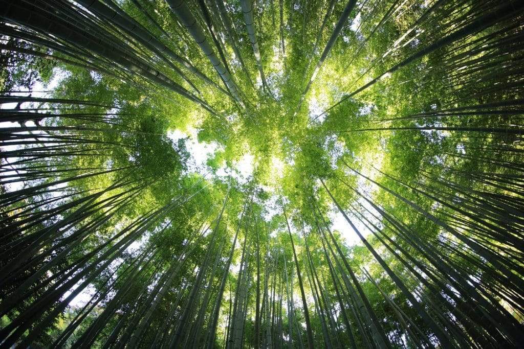 Why Bamboo for Baby Clothes?