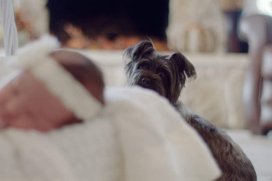 How to Introduce Dog to your Newborn