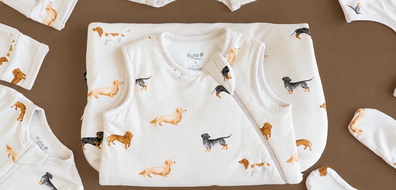 Dachshund